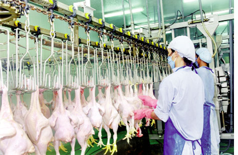 Dây chuyền khép kín Long Bình chế biến 6.000 con gà mỗi ngày
